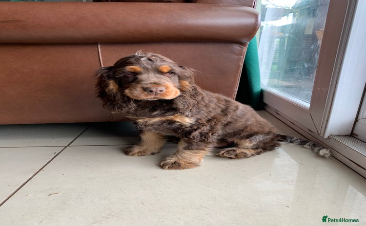 Cocker Spaniel dogs - Advert 16