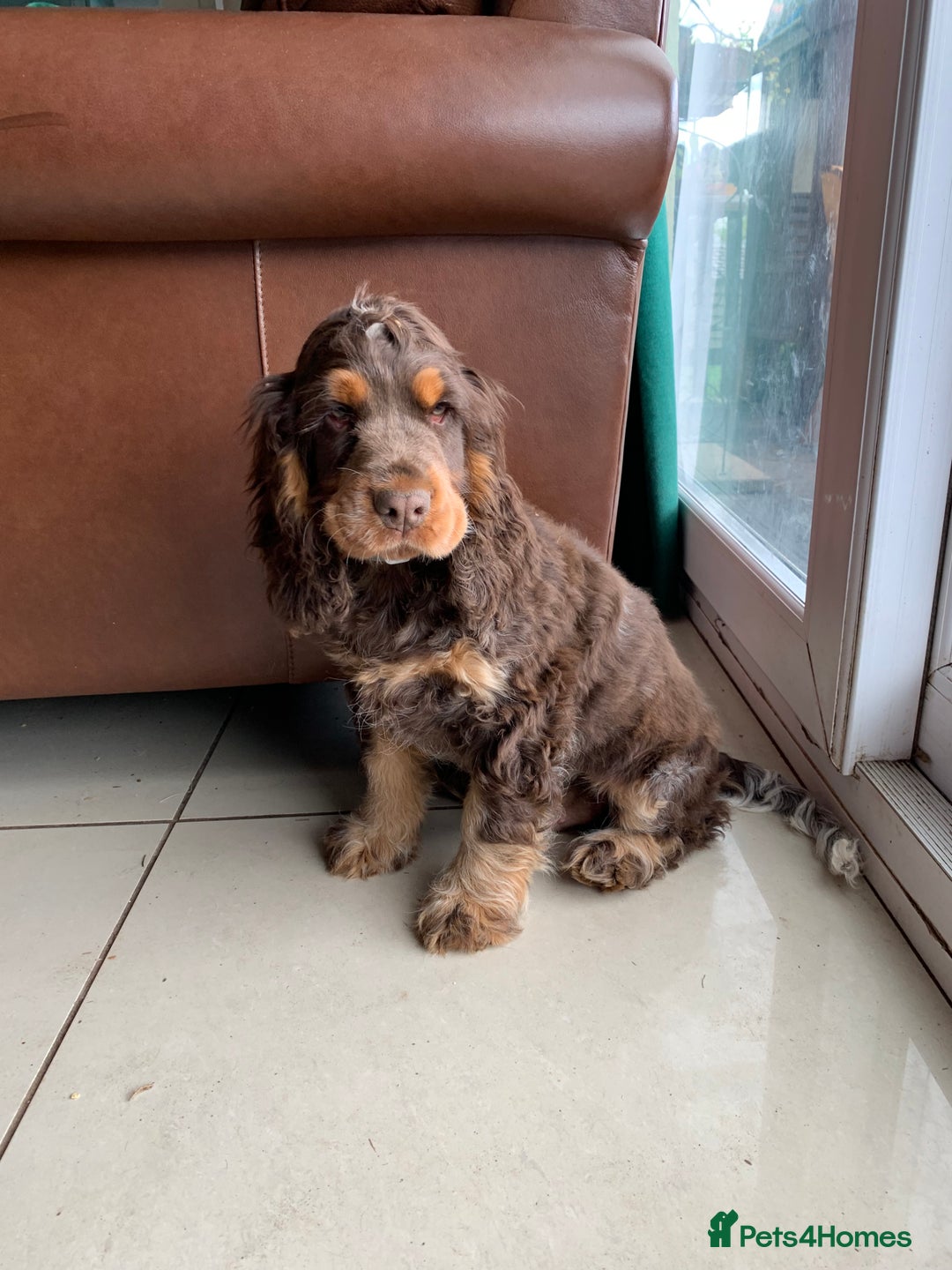 Cocker Spaniel dogs for sale: Kc Reg Pure bred show (Health Tested) - Image 1