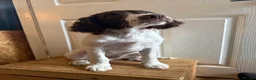 English Springer Spaniel dogs for sale: *Only 1 stunning boy left*KC English Springer - Advert 4
