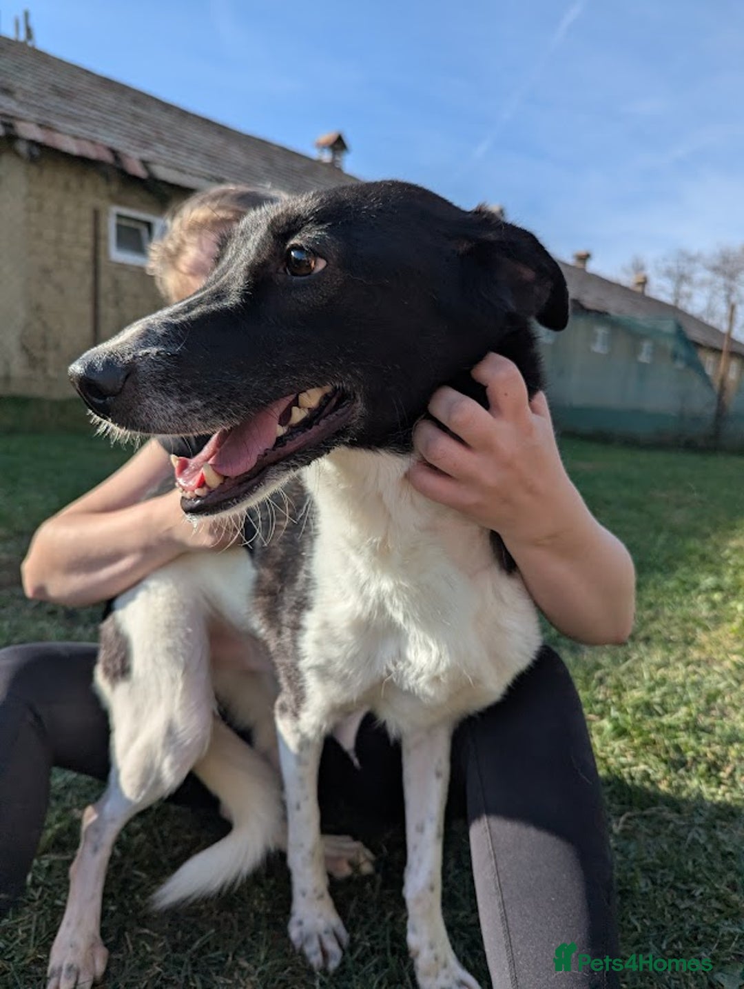 Mixed Breed dogs for adoption: Ferris for adoption - Image 5