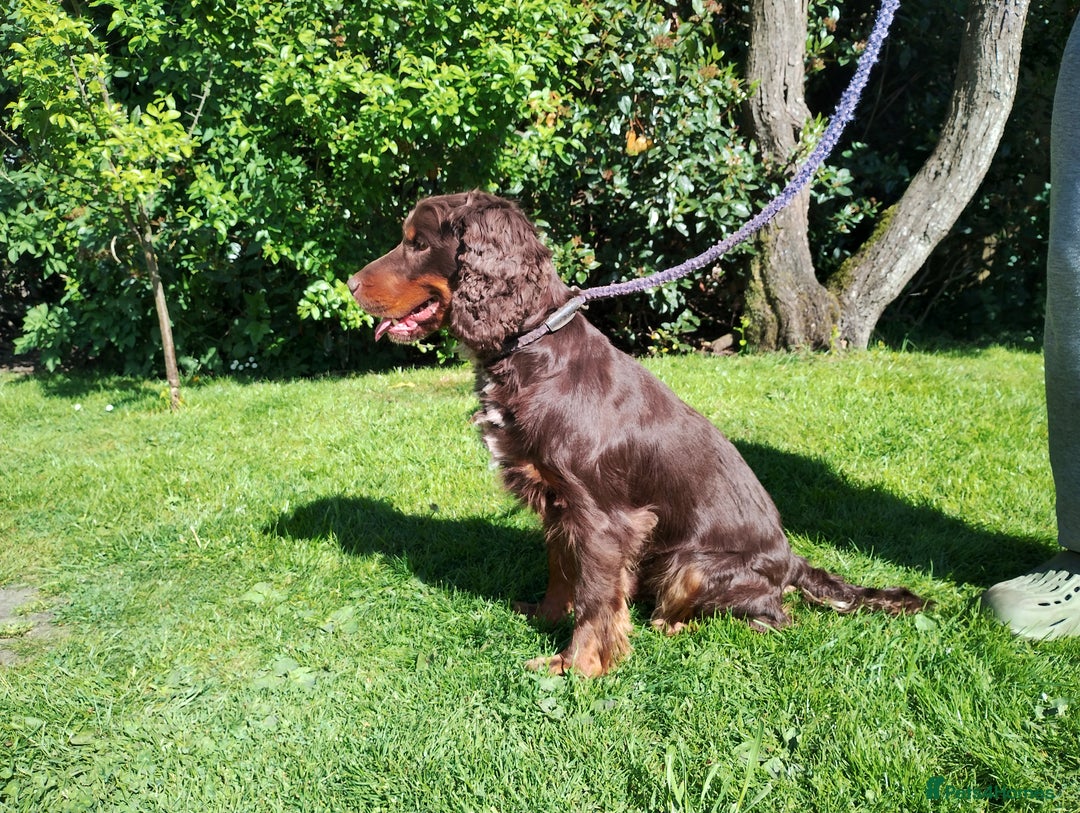Cocker Spaniel dogs for sale: Cocker Spaniel Puppies - Image 23
