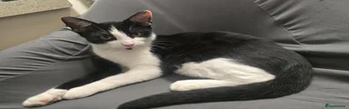 Kitten 3