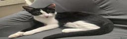 Domestic Shorthair cats for sale: Kittens - Advert 6