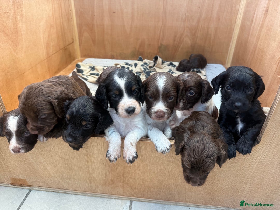 Sprocker dogs for sale: A beautiful litter 11 Sprocker Spaniel Puppies .   - Image 2