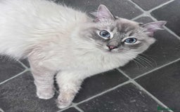 Ragdoll cats for sale: Beloved Ragdoll for sale! - Image 1