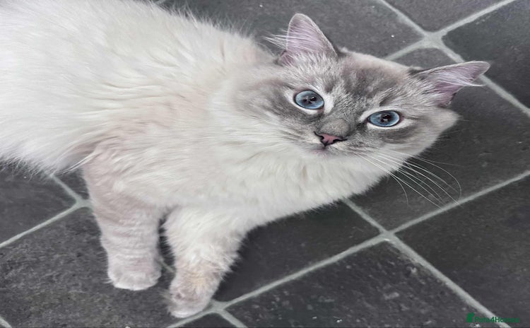 Ragdoll cats - Advert 12