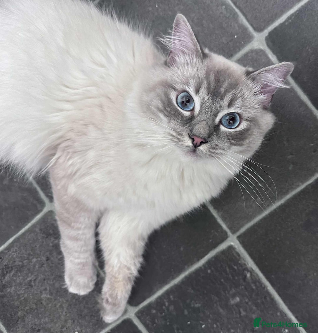Ragdoll cats for sale: Beloved Ragdoll for sale! - Image 1