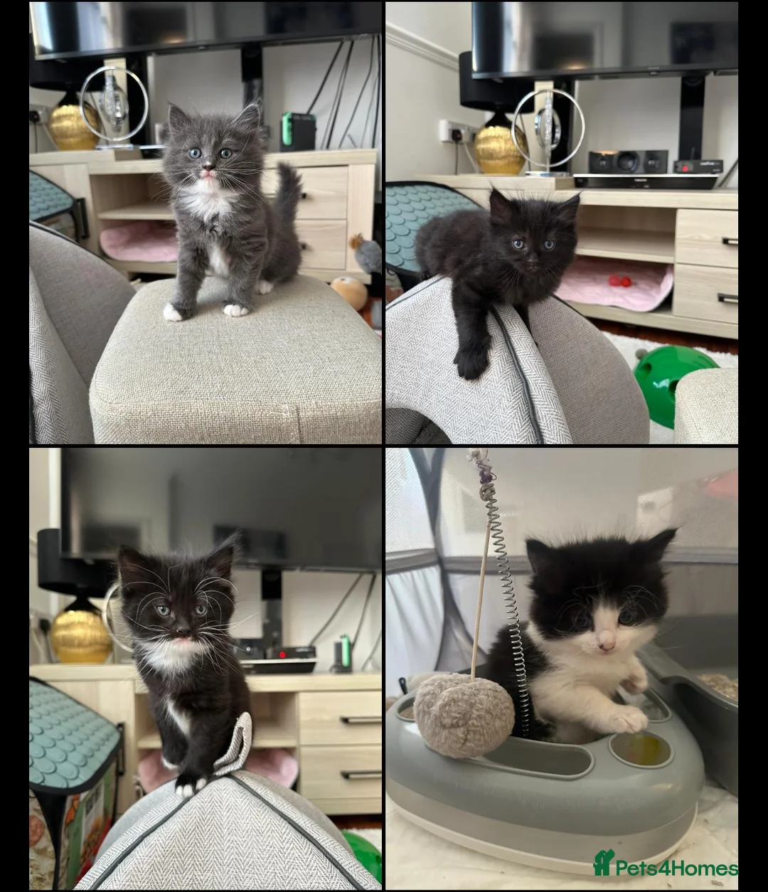 Mixed Breed cats for sale: 4 Beautiful Very Fluffy Kittens *MALES* 😻 - Advert 1