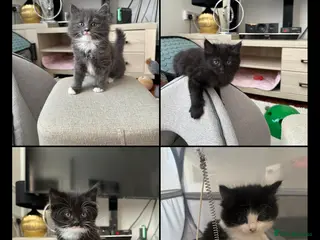 Mixed Breed cats 4 Beautiful Very Fluffy Kittens *MALES* 😻 - Advert 2