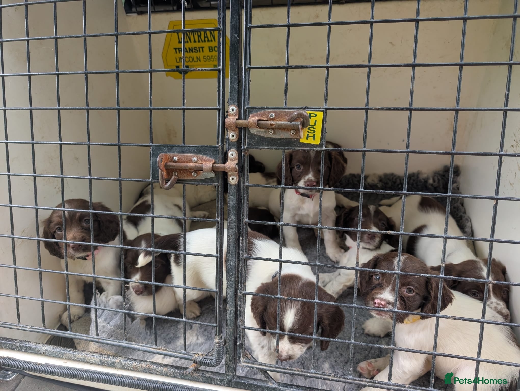 English Springer Spaniel dogs Working English Springer Spaniel Pups - Advert 2
