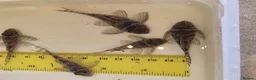 Plecos fish for sale: L333 Gurupa Plecos - Advert 7