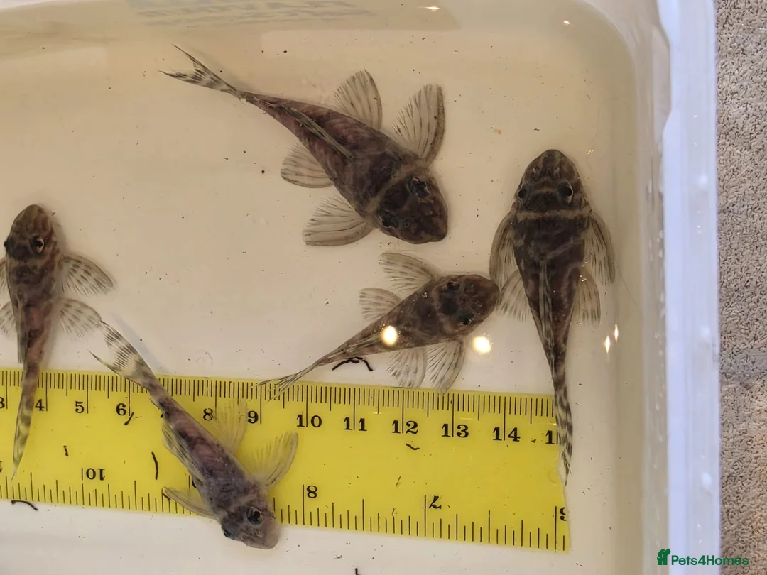 Plecos fish for sale: L333 Gurupa Plecos - Advert 7