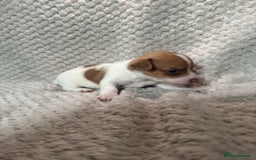 Jack Russell dogs for sale: Stunning litter of miniature Jack Russell puppies - Image 16