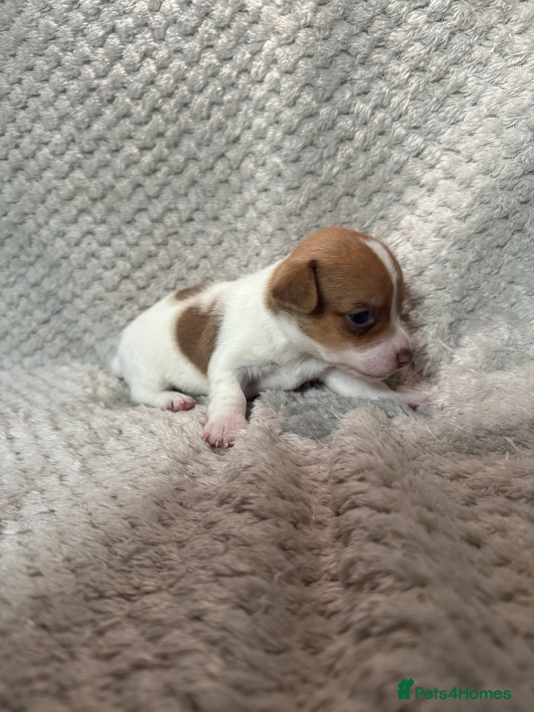 Jack Russell dogs for sale: Stunning litter of miniature Jack Russell puppies - Image 16