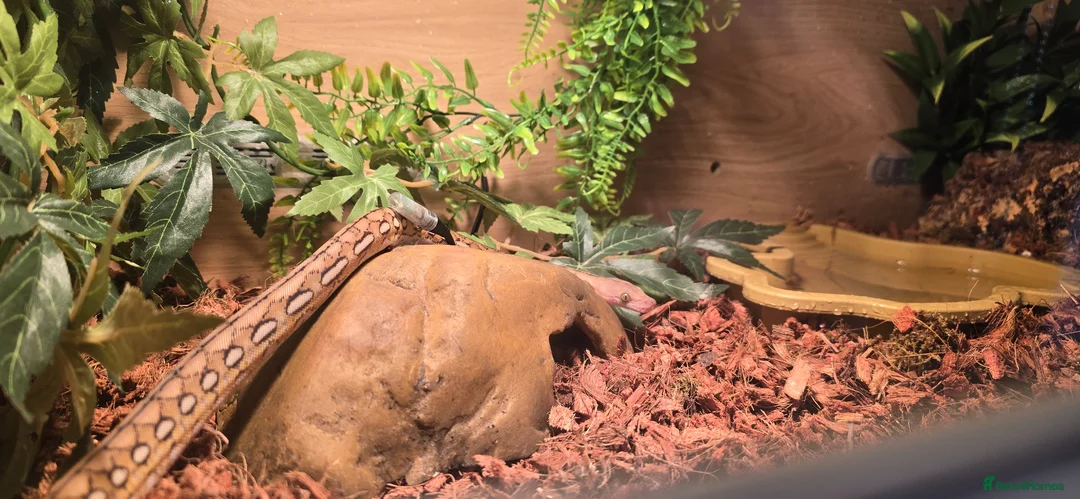 Python Snake reptiles for sale: Ronnie the retic python  - Advert 2