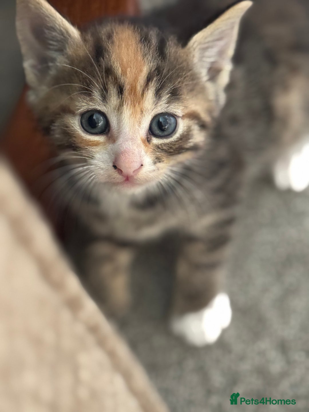 Mixed Breed cats for sale: Part Bengal Ginger Kittens for Sale - READY NOW - Image 9