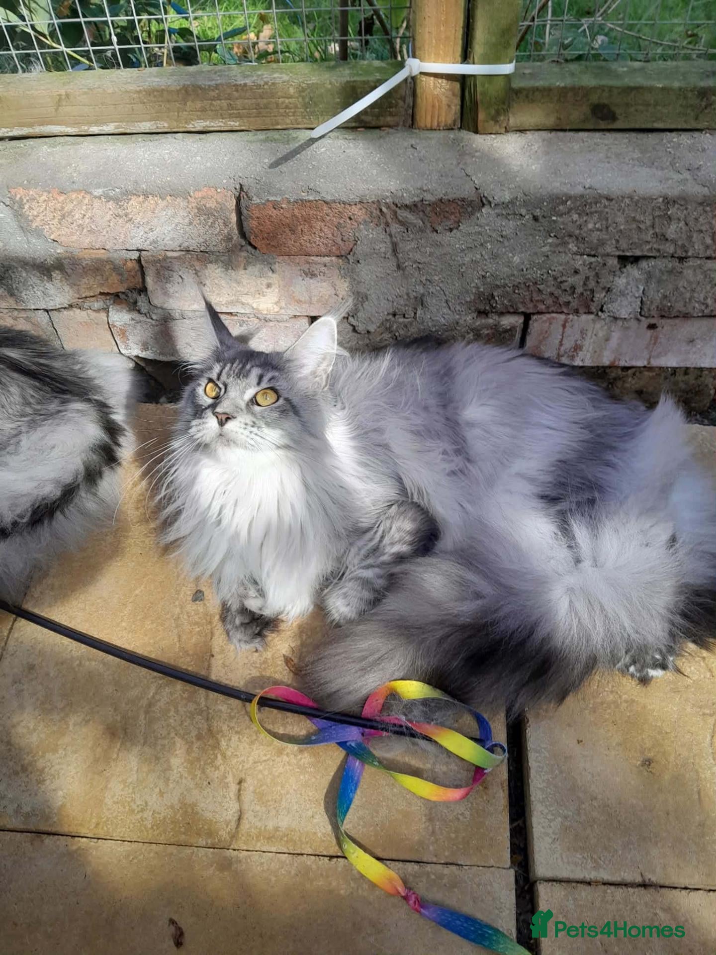 Maine Coon cats black silver/smoke TICA 3G boy&girl maine coon - Advert 1