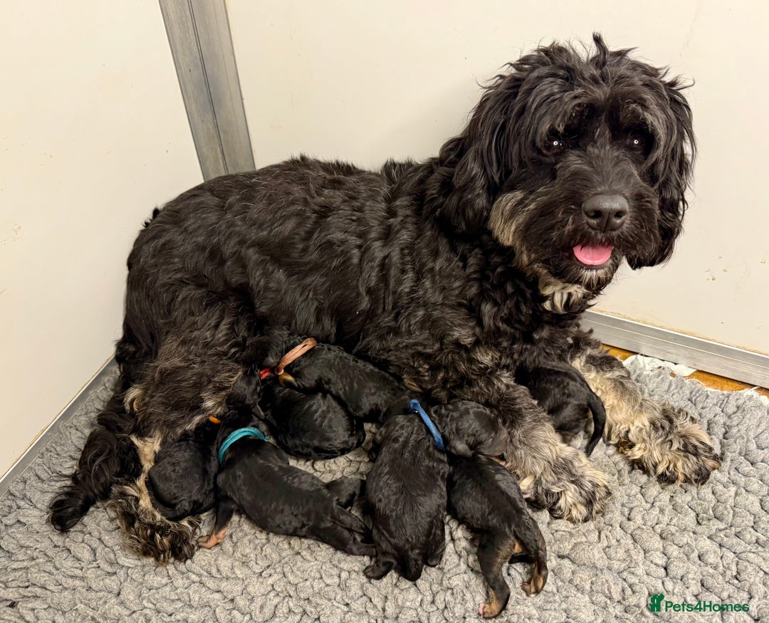 Cavapoo dogs for sale: F1B Cavapoo Boy Ready Now  - Image 11