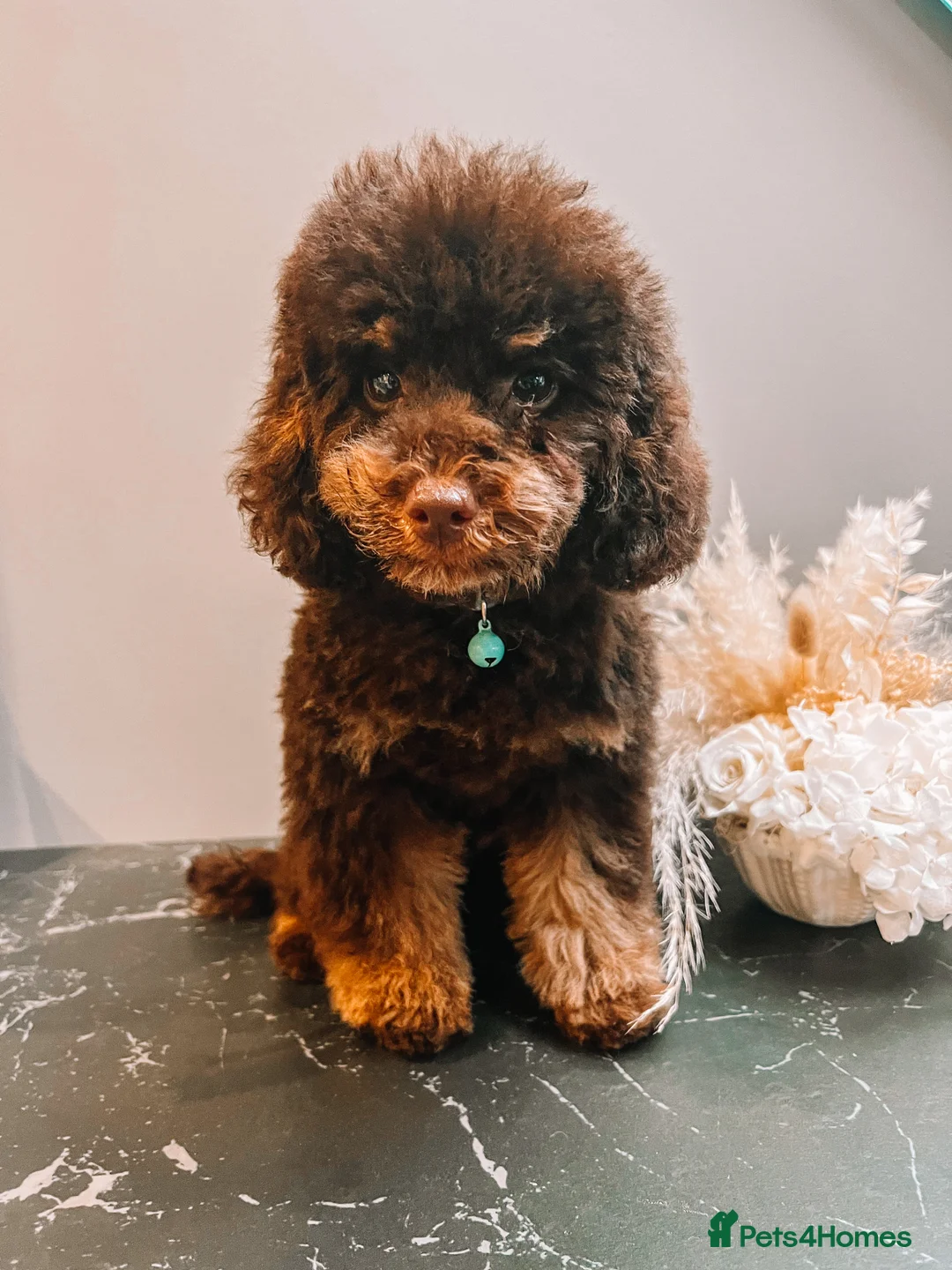 Toy Poodle dogs for stud: Stunning KC None fading Chocolate Phantom stud in Rickmansworth - Advert 4