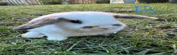 Mini Lop rabbits for sale: Mini Lop Rabbits  - Advert 5