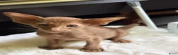 Oriental cats for sale: GCCF Oriental Kittens  in Stratford-upon-Avon - Advert 13