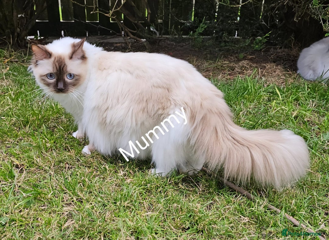 Ragdoll cats for sale: Cute Ragdoll kittens  - Advert 7