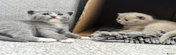 British Shorthair cats for sale: Adorable British Shorthair Kittens–2 Boys &2 Girls - Advert 13