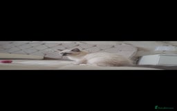 Ragdoll cats for sale: 2 beautiful ragdolls for rehoming  - Image 2