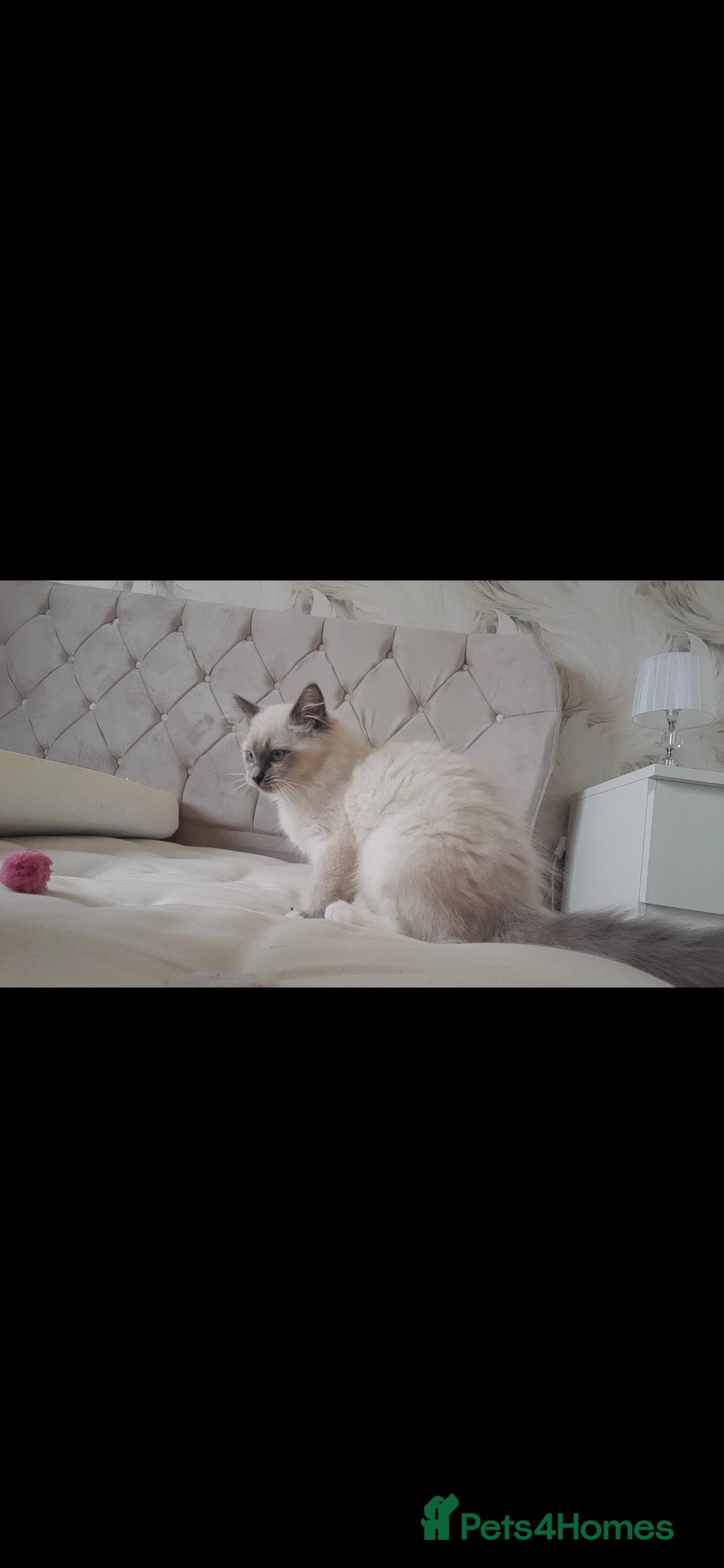 Ragdoll cats for sale: 2 beautiful ragdolls for rehoming  - Image 2