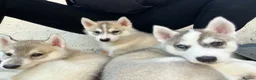 Siberian Husky dogs for sale: Male Siberian husky  - Advert 9