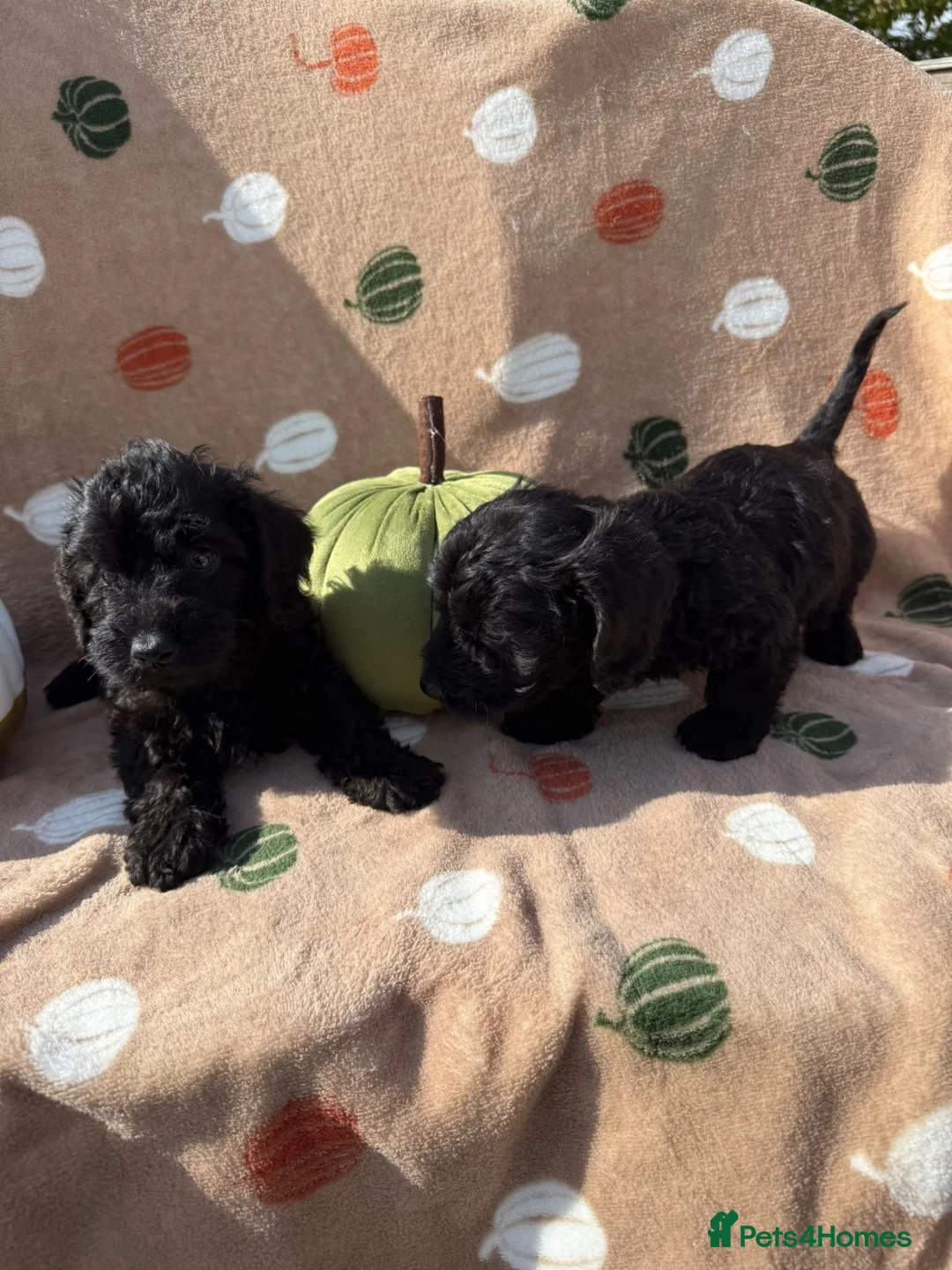 Doxiepoo dogs for sale: Doxiepoo - Advert 12