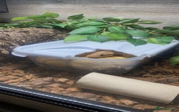 Python Snake reptiles for sale: Male ball python - Advert 1
