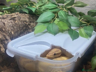 Python Snake reptiles for sale: Male ball python - Advert 1