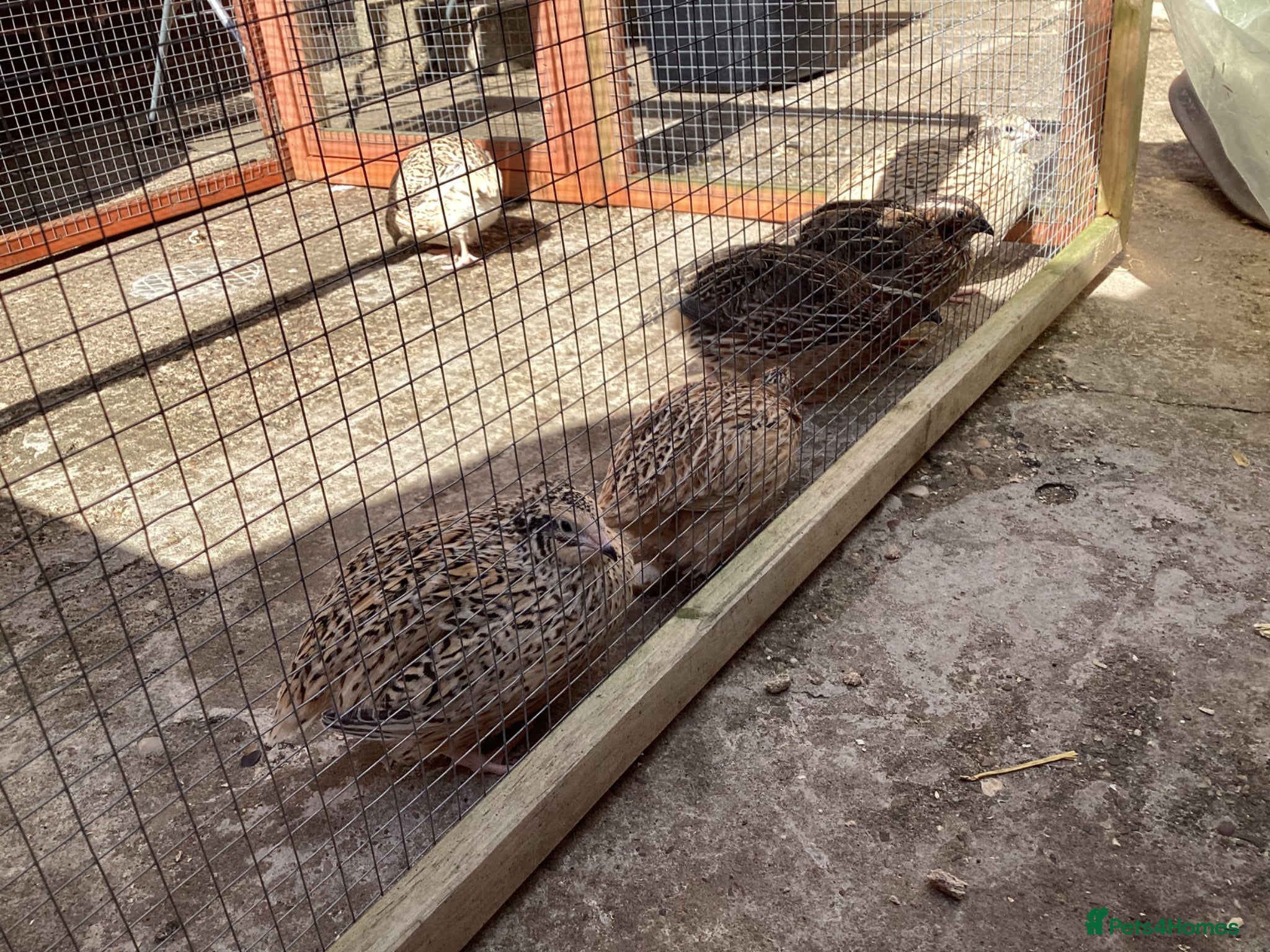 Quail poultry COTURNIX QUAIL CHICKS ALSO LAYING GROUPS - Advert 2