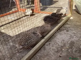 Quail poultry COTURNIX QUAIL CHICKS ALSO LAYING GROUPS - Advert 2