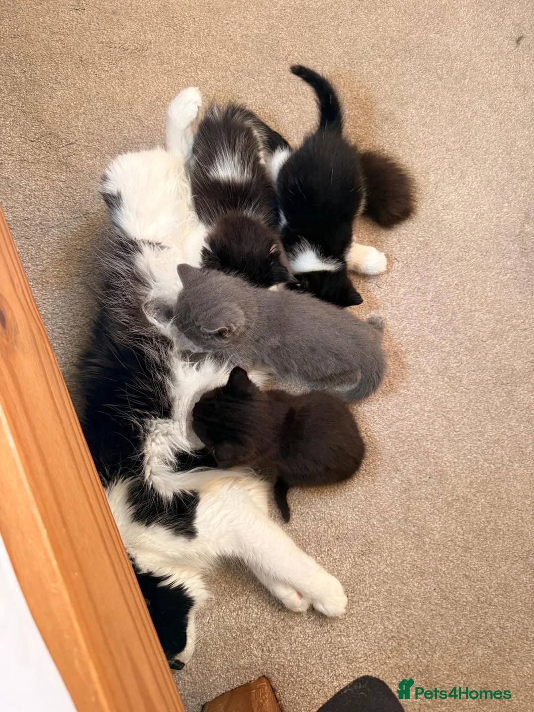 Mixed Breed cats for sale: Gorgeous kittens  - Advert 2