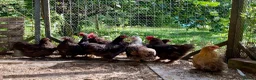 Chickens poultry for sale: Pekin bantams . Choc and salmon from eggs to POL - Advert 4