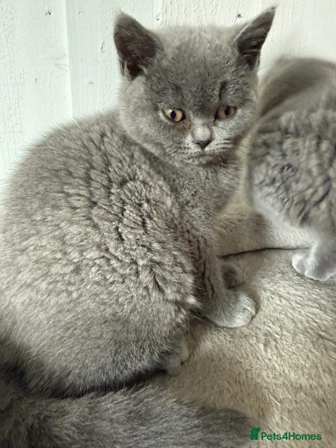 British Shorthair cats for sale: 2 British shorhair girls available  - Advert 3