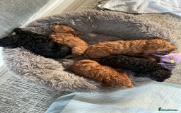 Toy Poodle dogs for sale: Toy poodle - Image 2