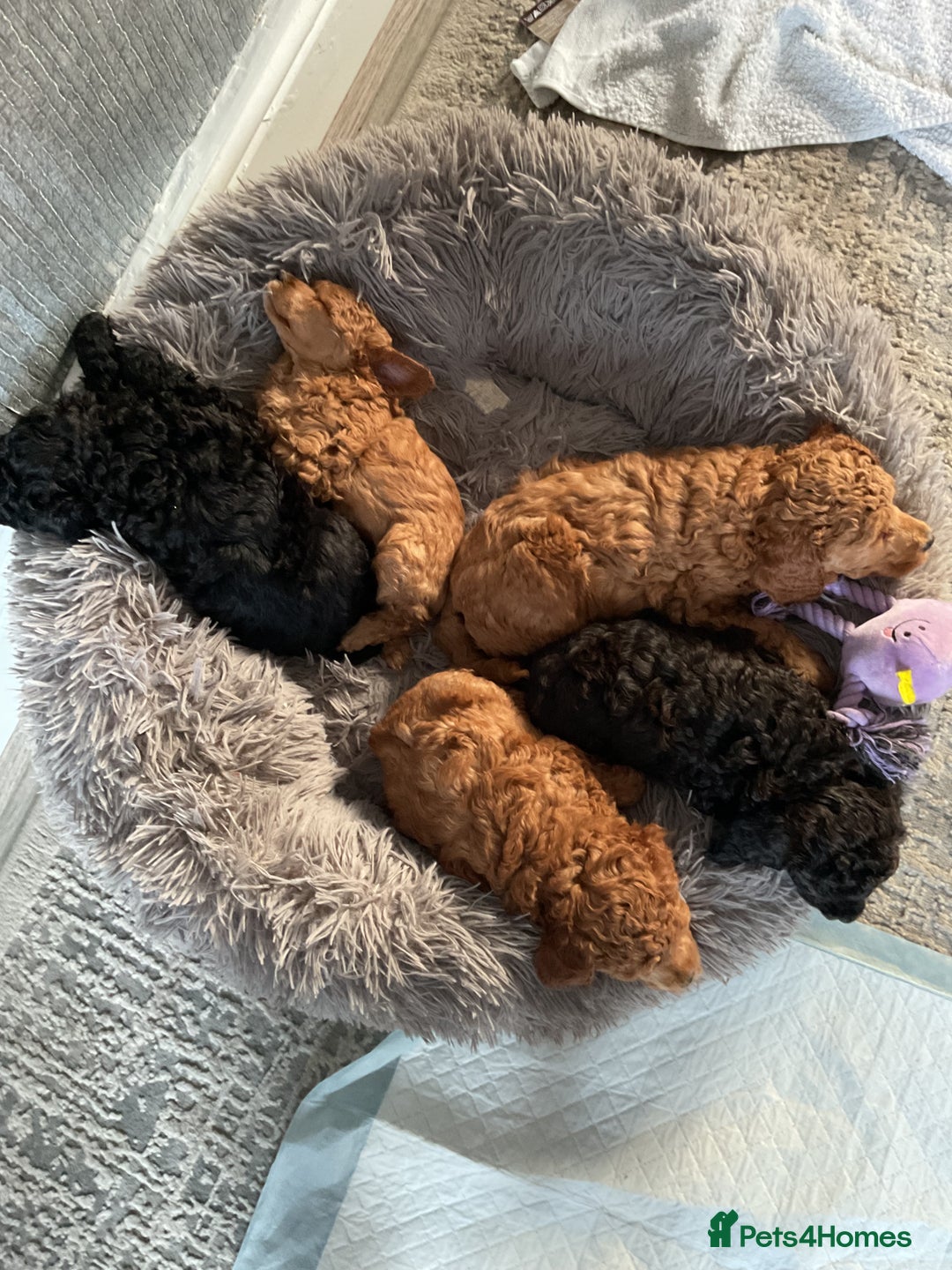 Toy Poodle dogs for sale: Toy poodle - Image 2