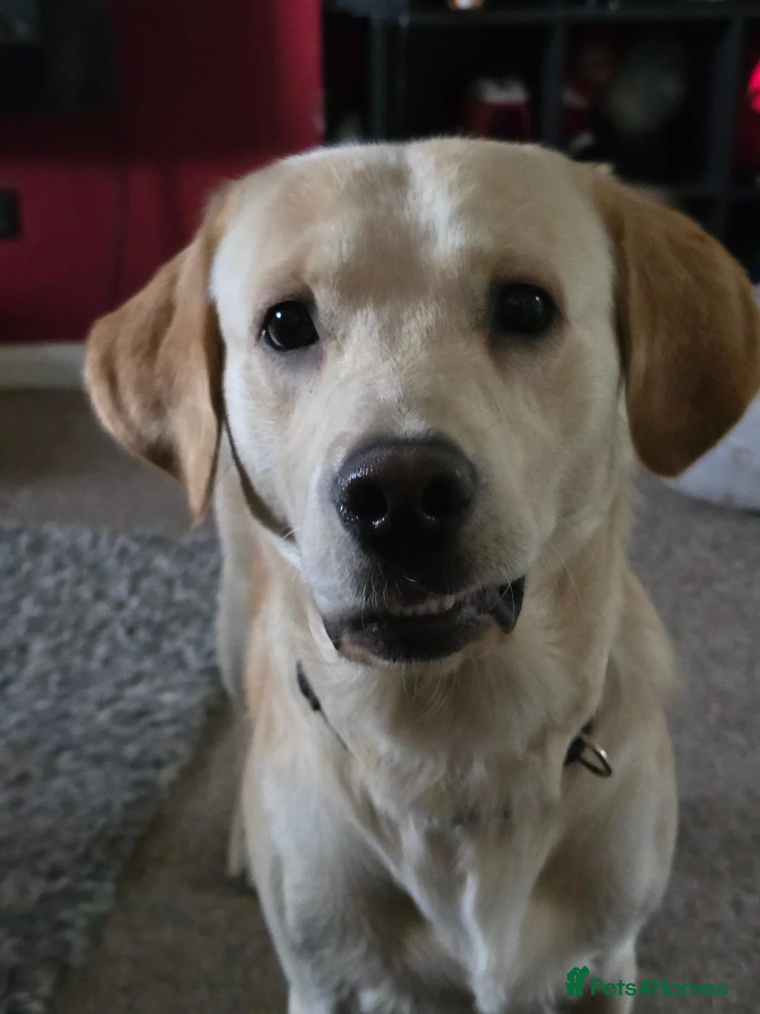Mixed Breed dogs for sale: Chester is labrador retriever  in Newton Abbot - Advert 1