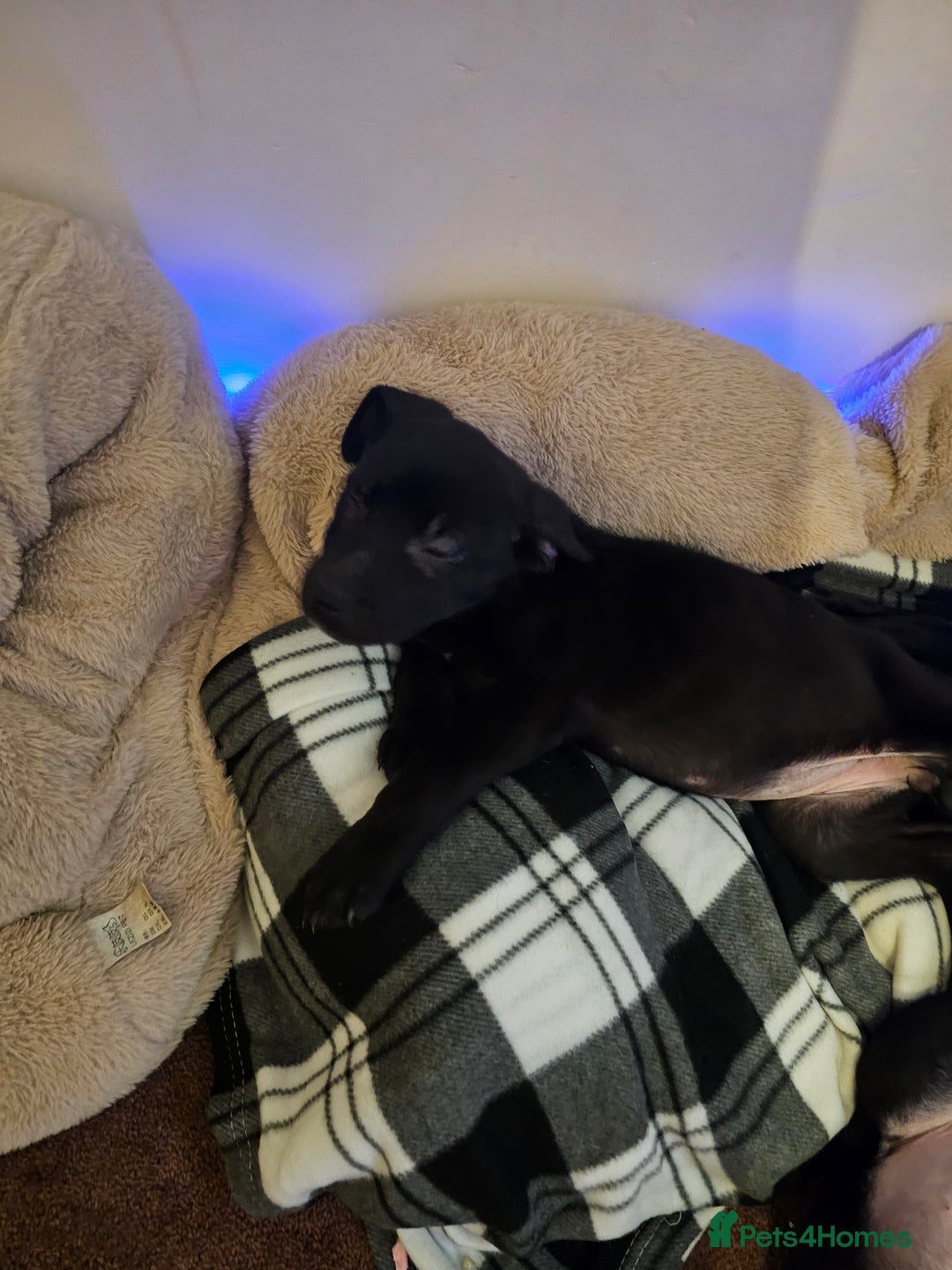 Mixed Breed dogs for sale: 3 female puppies - Advert 2