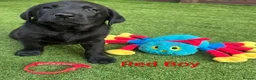 Labrador Retriever dogs for sale:  KC Black Labradors – 4 Boys & 2 Girls Available🐶 - Advert 24