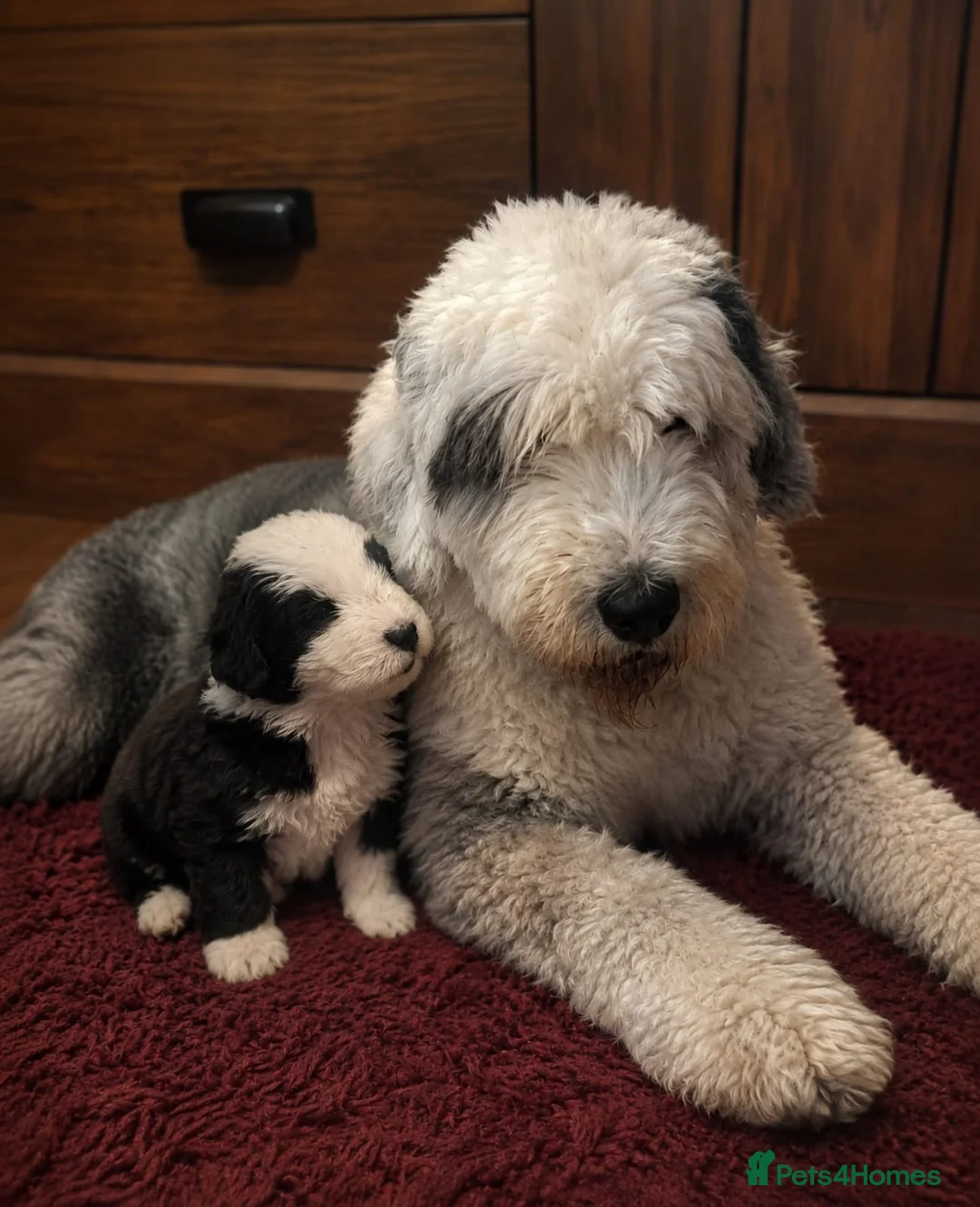 Bernese Mountain Dog dogs for sale: Old English sheepdog X bernese mountain 000 in Newton Aycliffe - Advert 2