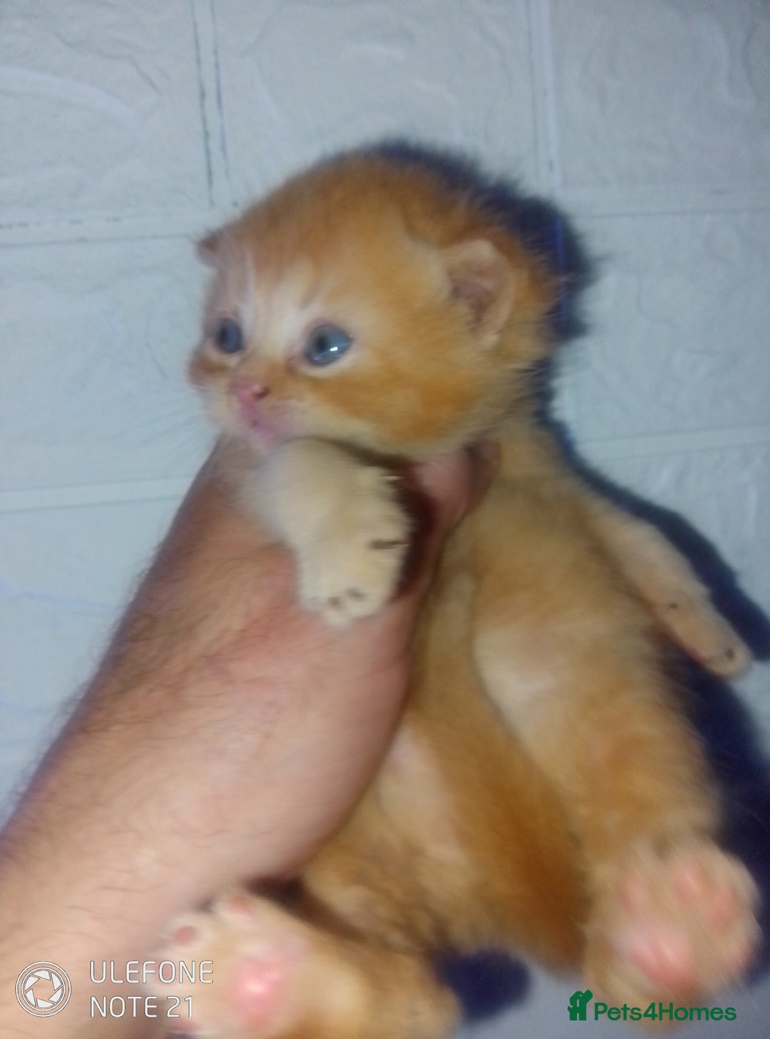 Exotic cats for sale:  Exotic British shorthair  - Image 4