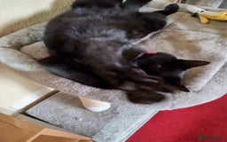 Domestic Shorthair cats for sale: Merlin needs a new forever home - Image 3