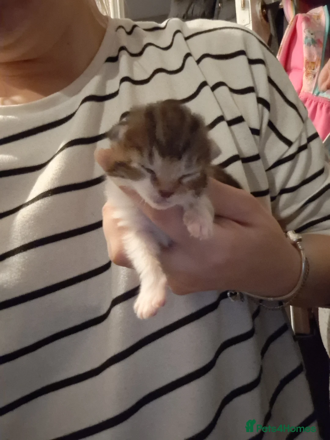 Bengal cats for sale: Gorgeous bengal mix babies - Advert 7