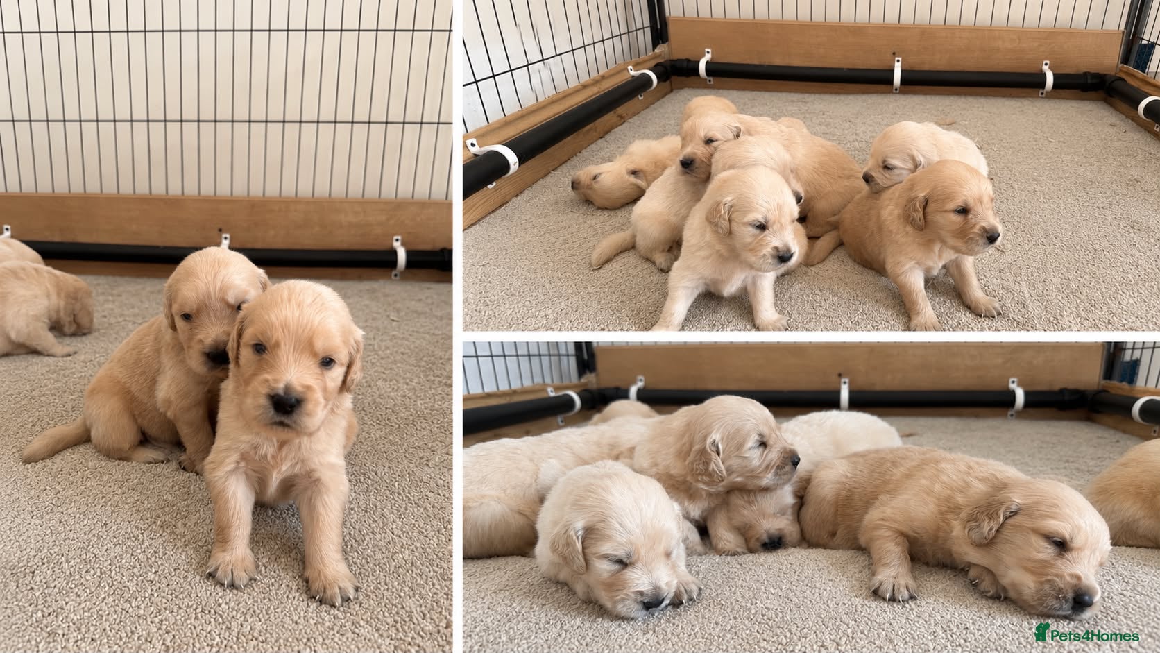 Golden Retriever dogs American line Golden Retriever puppies - Advert 2