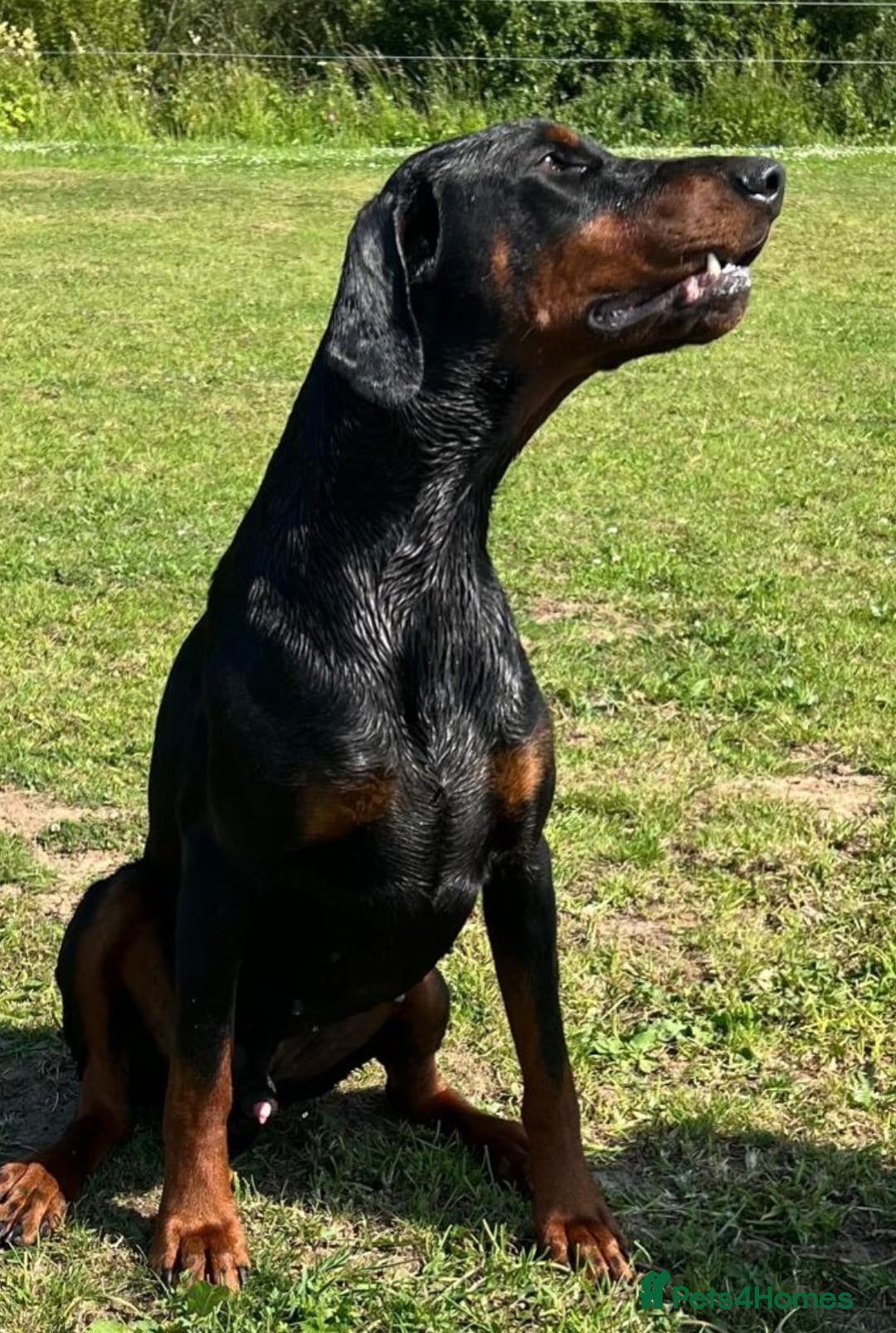 Dobermann dogs for sale: Albert and Alice - Image 5