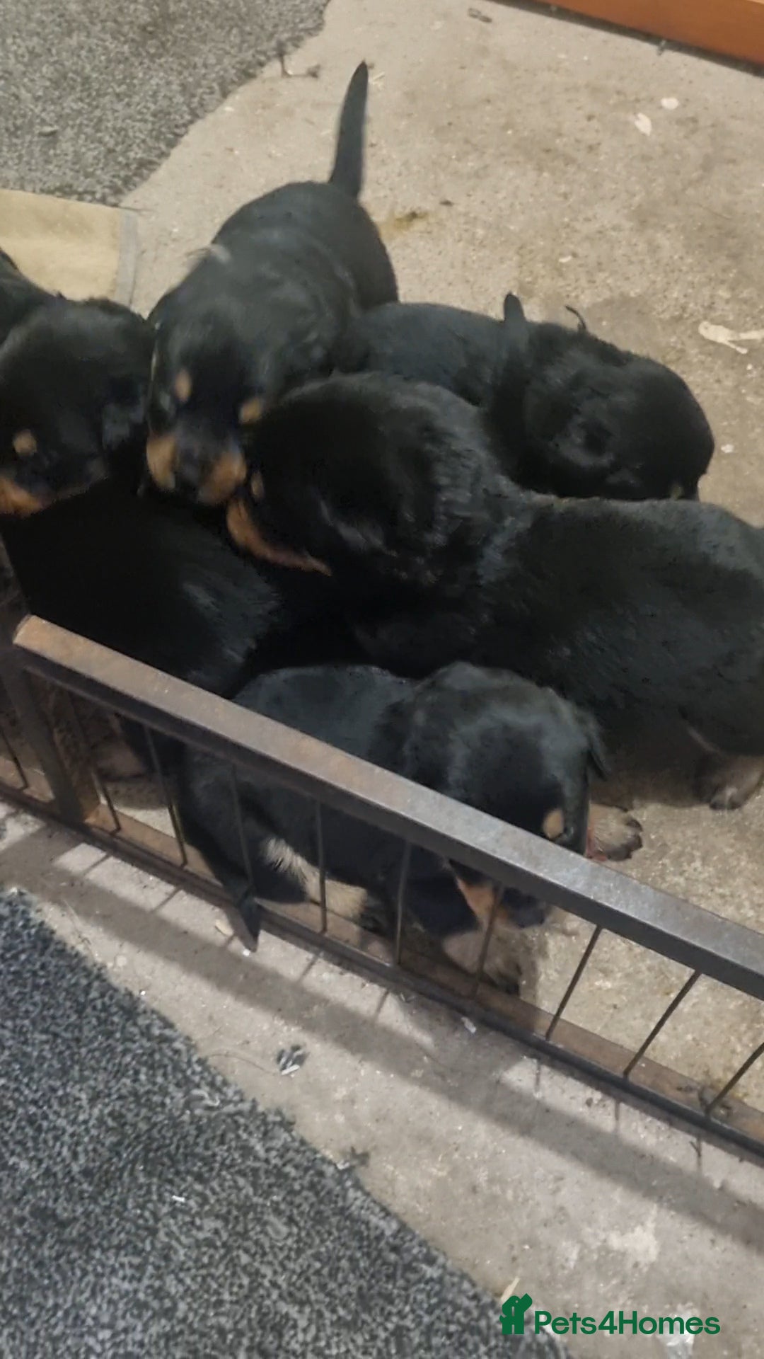 Rottweiler dogs for sale: Rottweiler puppy's  in Stoke-on-Trent - Image 14